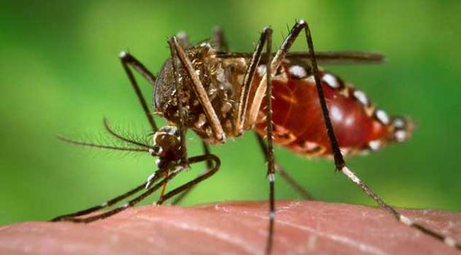 দেশে ২৪ ঘণ্টায় ডেঙ্গু আক্রান্ত হয়ে হাসপাতালে ভর্তি ৩৯৯ জন