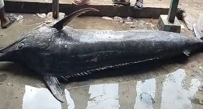 কুয়াকাটায় ধরা পড়লো ২০০ কেজি ওজনের ব্লাক মার্লিন মাছ