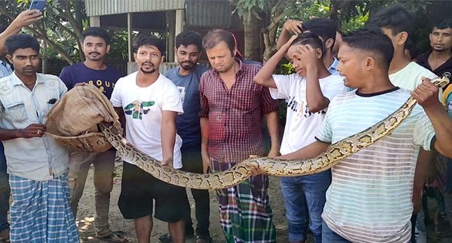 টঙ্গীবাড়ির বিলে মাছের জালে ধরা পড়লো ১১ ফুট অজগর