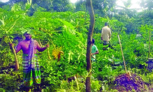 গফরগাঁওয়ে শত্রুতায় ধ্বংস অর্ধশতাধিক ফলদ গাছ