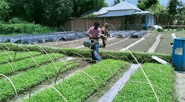 সবজির চারা নিয়ে দুশ্চিন্তায় বগুড়ার শেরপুরের চাষিরা