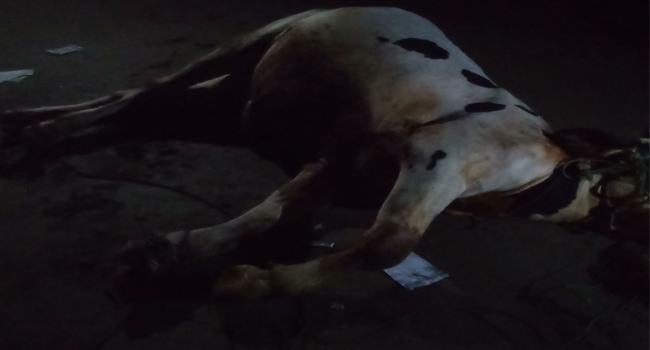 লাম্পি স্কিন রোগে গরুর মৃত্যু, চিকিৎসক আটক