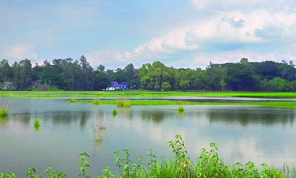 ডুবে আছে মিরসরাইয়ের বিস্তীর্ণ এলাকার আমন চারা