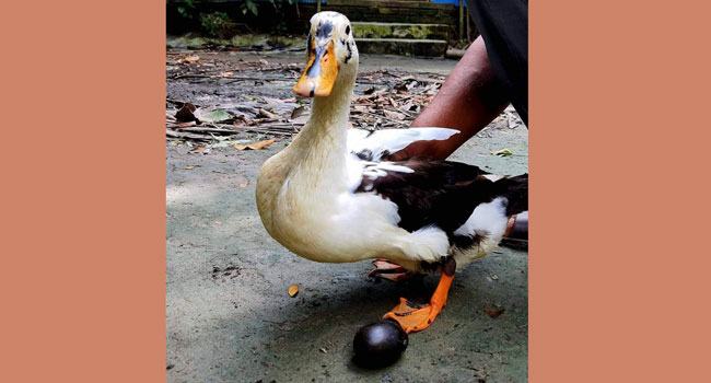 চরফ্যাশনে পাতিহাঁসের কালো ডিম, উৎসুক দর্শকদের ভিড়