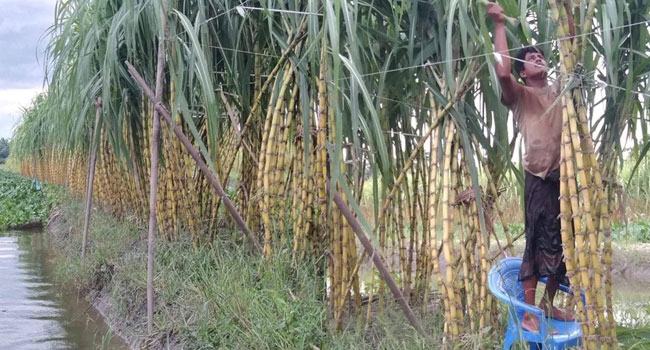 নাজিরপুরে লাভের স্বপ্ন বুনছেন আখ চাষিরা