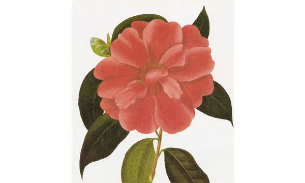 ক্যামেলিয়া