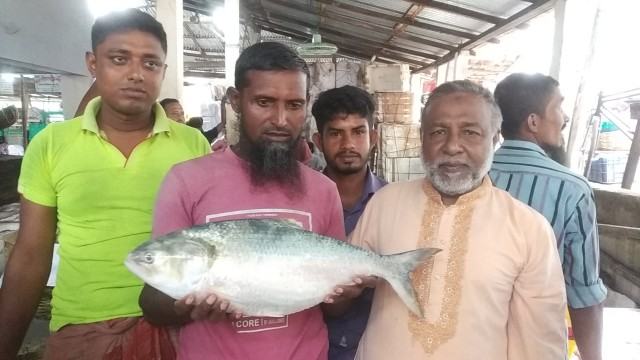 পাথরঘাটায় ধরা পড়ল ৩ কেজির রাজা ইলিশ