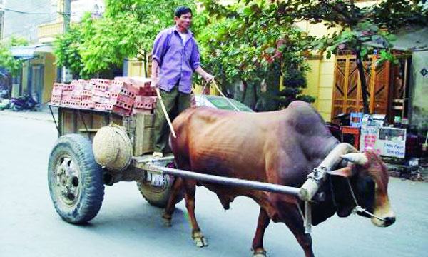 আধুনিক গরুর গাড়ি
