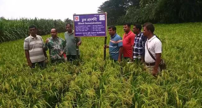 জীবননগরে বিনা ধান ১৯ ও ২১ চাষে বাম্পার ফলন, কৃষকের মুখে হাসি