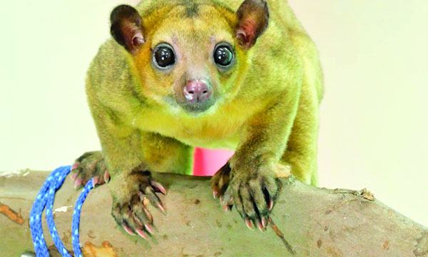 মধুভল্লুক নৈশবিহারী