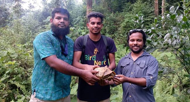 জুড়ীতে মহাবিপন্ন পাহাড়ী হলুদ কচ্ছপ উদ্ধার, বনে অবমুক্ত