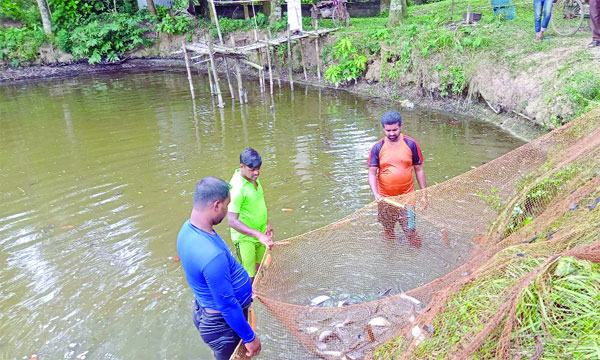 নিম্নমানের ফিশফিডে ভালুকায় খামারির সর্বনাশ