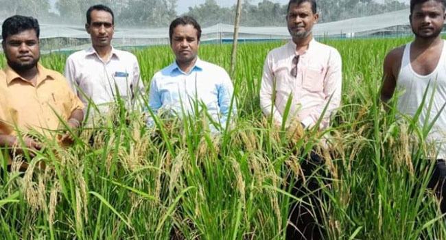 চীনের ধান চাষে সফল শফিকুল, বিঘাপ্রতি উৎপাদন ৩৫ মণ