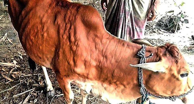 পীরগঞ্জে ছড়িয়ে পড়ছে গরুর লাম্পি স্কিন রোগ, দুশ্চিন্তায় খামারিরা