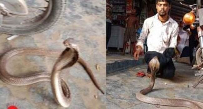 সাপখেলা দেখিয়ে দিপুলালের আয় কত?
