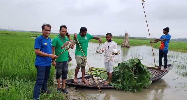 চলনবিলে ১৫ বক অবমুক্ত