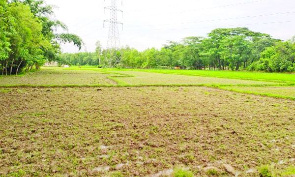 মিরসরাইয়ে ৮৫০ হেক্টর জমিতে আমনের আবাদ হয়নি