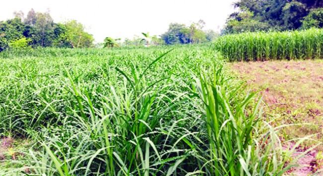 পাঁচবিবিতে নেপিয়ার ঘাস চাষে ঝুঁকছে কৃষক