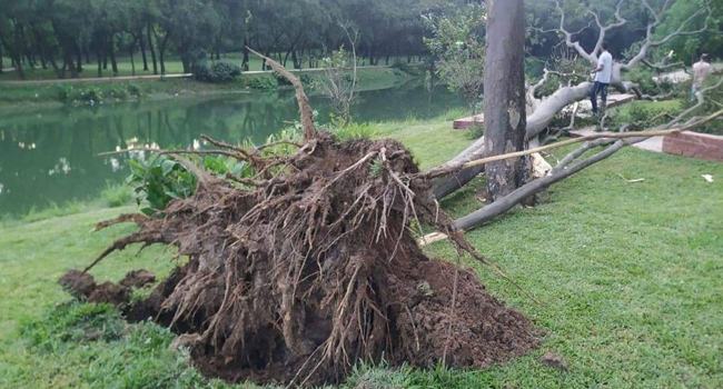 সাভারে জাতীয় স্মৃতিসৌধে গাছ উপড়ে দর্শনার্থীর মৃত্যু