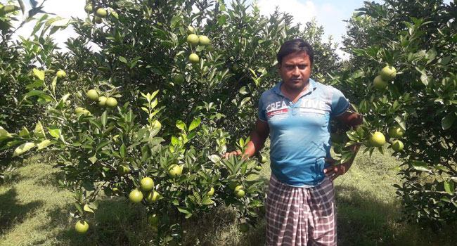 পীরগঞ্জে মাল্টা চাষে কৃষকের সাফল্য