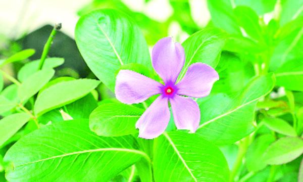 নয়নতারা