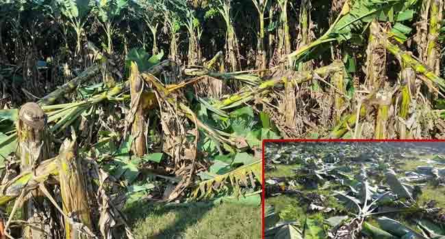 শৈলকুপায় রাতের আঁধারে ৭০০ কলাগাছ কেটে সাফ