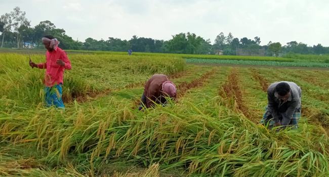 হরিপুরে আগাম আমন ধান ঘরে তুলতে ব্যস্ত কৃষক