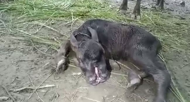 রাঙ্গাবালীতে দু’মুখো মহিষ শাবকের জন্ম