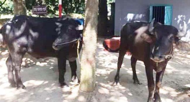 পোরশার নিতপুর সীমান্তে ভারতীয় মহিষ উদ্ধার