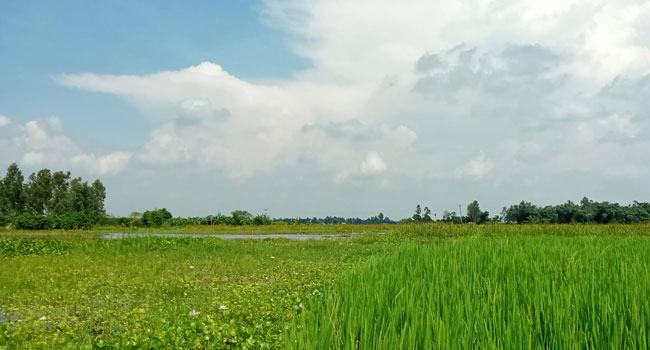 হরিপুরে জলাবদ্ধতায় অনাবাদী ১২০০ হেক্টর জমি