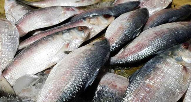 নোয়াখালীতে ৫ জেলেকে জরিমানা, মাছ-জাল জব্দ