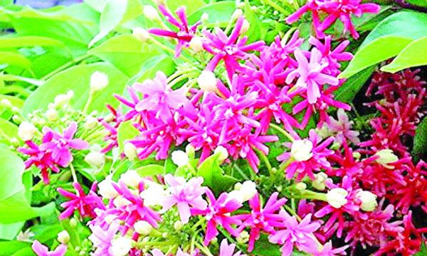 মাধবীলতা