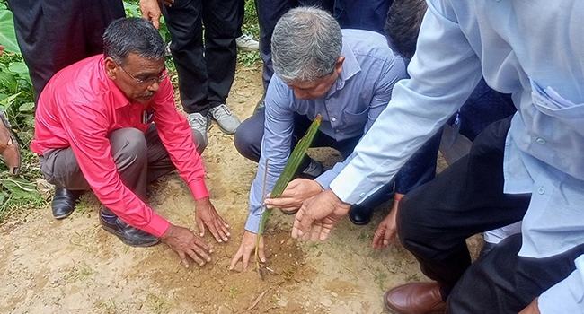 ঠাকুরগাঁওয়ে ২ লাখ ৫০ হাজার তাল বীজ রোপণ শুরু