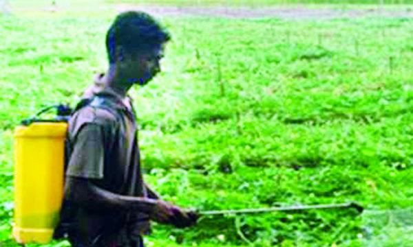 হোসেনপুরে যত্রতত্র কীটনাশক প্রয়োগ অসুস্থ কৃষক, ক্ষতিগ্রস্ত পরিবেশ
