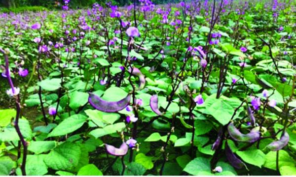 চৌগাছায় শীতের সবজি বিক্রিতে লাভবান চাষিরাৎ
