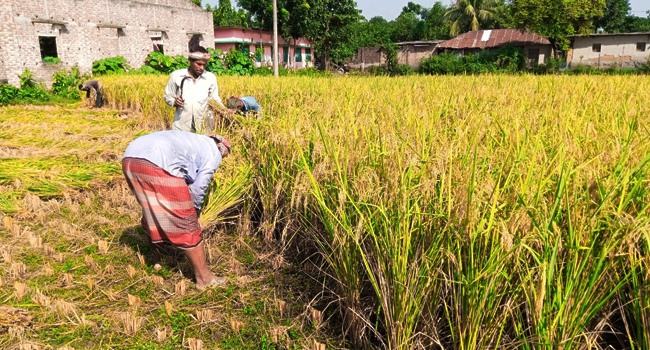 ফুলবাড়ীতে জনপ্রিয় হয়ে উঠেছে ‘খড়ের বিনিময়ে ধান কাটা মাড়াই’