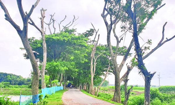 চৌগাছায় সড়কের দু’পাশে সারি সারি মরা গাছ