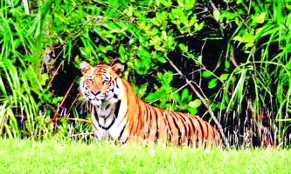 শুরু হচ্ছে সুন্দরবনের বাঘ শুমারি : প্রকল্পে বরাদ্দ মিলেছে ৩ কোটি টাকা
