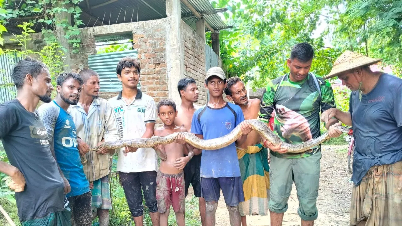 বন থেকে লোকালয়ে বেরিয়ে আসা ৭ ফুট অজগর উদ্ধার
