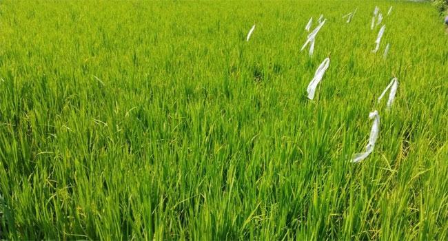 চৌগাছায় আমন ক্ষেতে ইঁদুরের উৎপাত, বিপাকে কৃষক