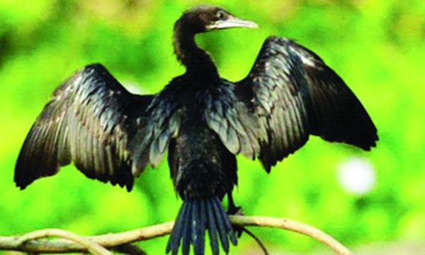 পানকৌড়ি