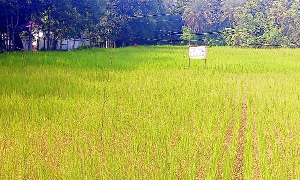 আমন ধানে কারেন্ট পোকায় দিশেহারা ভালুকার কৃষকরা