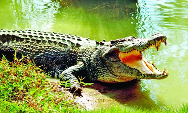 নোনতা জলকুমির