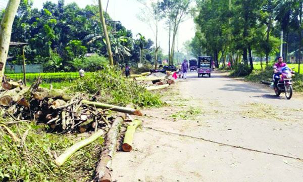 পরিবেশের ক্ষতির দোহাই দিয়ে পঞ্চগড়ে গাছপালা নিধন