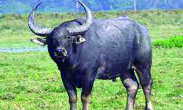বন্য এশীয় জলমহিষ