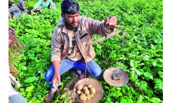 আলুর কথা