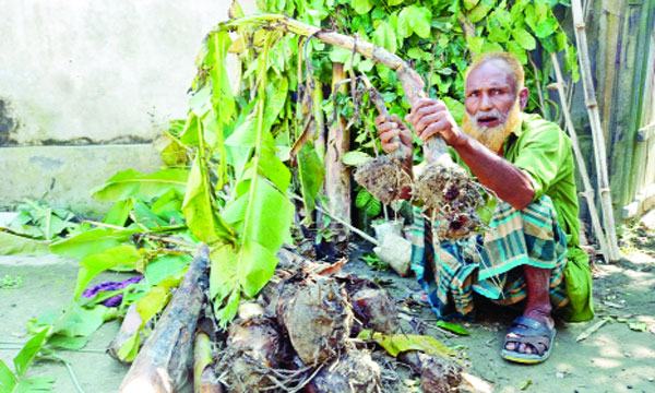 কটিয়াদীতে গাছপালা কেটে কৃষকের জমি দখলের চেষ্টা