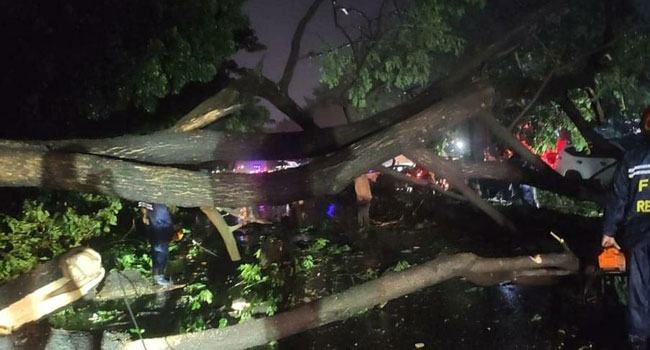 সিত্রাং : সোনারগাঁওয়ে মহাসড়কে গাছ উপড়ে ২ ঘণ্টা যান চলাচল বন্ধ