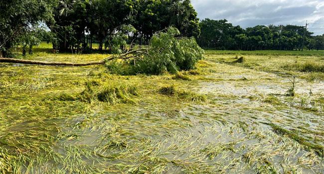 সিত্রাং : বিদ্যুৎবিচ্ছিন্ন ফরিদপুরের বিভিন্ন এলাকা, আমনের ব্যাপক ক্ষতি