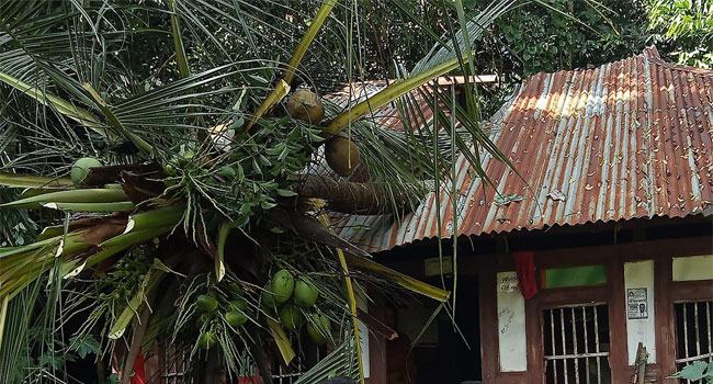 ঘূর্ণিঝড় : মুন্সীগঞ্জে গাছচাপায় মা-মেয়ের মর্মান্তিক মৃত্যু, আহত বাবা-ছেলে